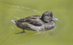 Black Duck With Yellow Eyes