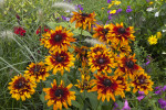 Black-Eyed Susans