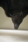 Black Flying Fox