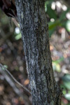 Black Mangrove Branch