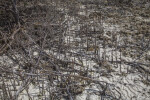 Black Mangrove Pneumatophores at Biscayne National Park