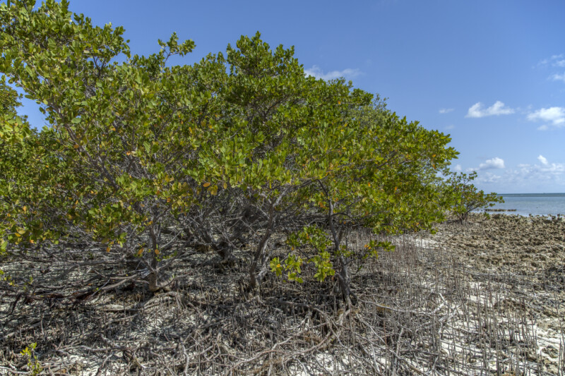 Black Mangrove Roots and Trees Growing at Biscayne National Park