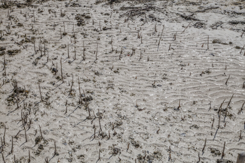 Black Mangrove Roots Growing in Wet Sand