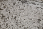 Black Mangrove Roots Growing in Wet Sand