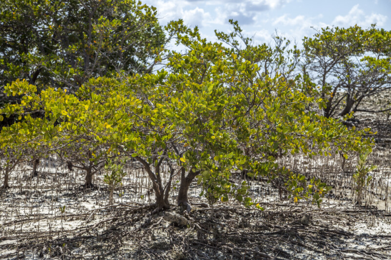Black Mangrove Trees and Pneumatophores
