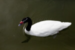 Black-Necked Swan