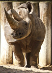 Black Rhinoceros by Posts