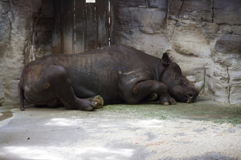 Black Rhinoceros Sleeping