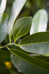 Black Sapote Leaves