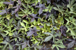 Black Sweet Potato Vine 'Blackie' at the Kanapaha Botanical Gardens