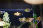 Black Tetras