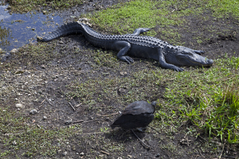 Black Vulture and an American Alligator at Anhinga Trail of Everglades National Park.