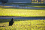 Black Vulture at Campgrounds