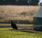 Black Vulture by Dumpster