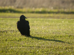 Black Vulture Casting Shadow to the Right