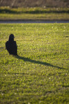 Black Vulture Casting Shadow