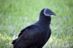 Black Vulture Close-Up