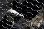 Black Vulture Head