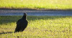Black Vulture in Front of Picnic Table