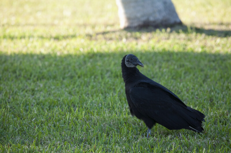Black Vulture Looking Behind