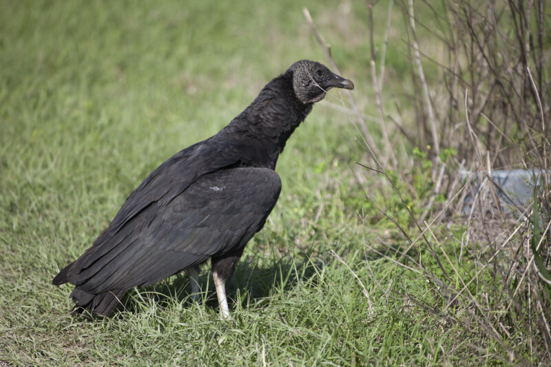 Black Vulture Looking Into Bushes