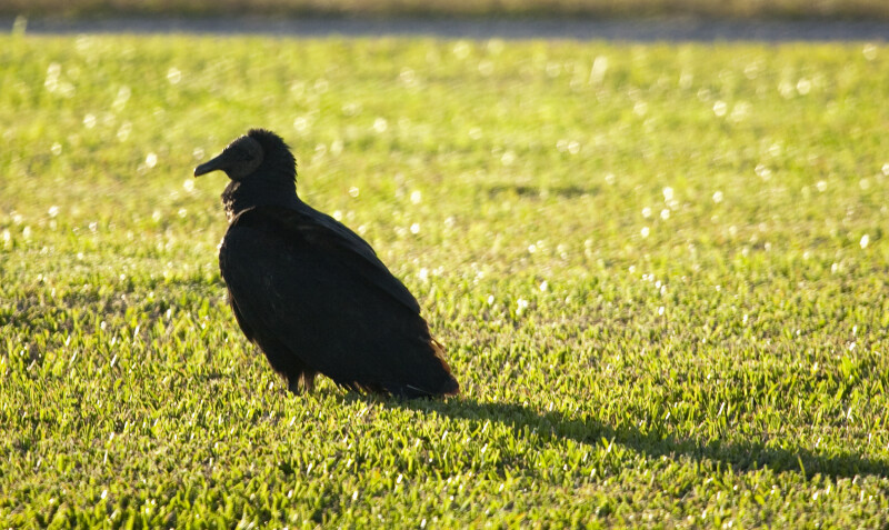 Black Vulture Looking Left