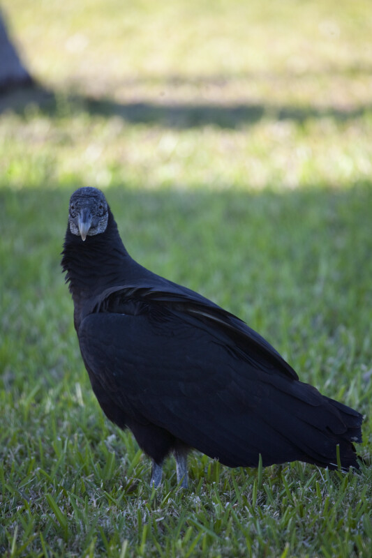 Black Vulture Looking Straight Ahead
