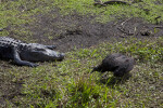 Black Vulture Near a Resting American Alligator