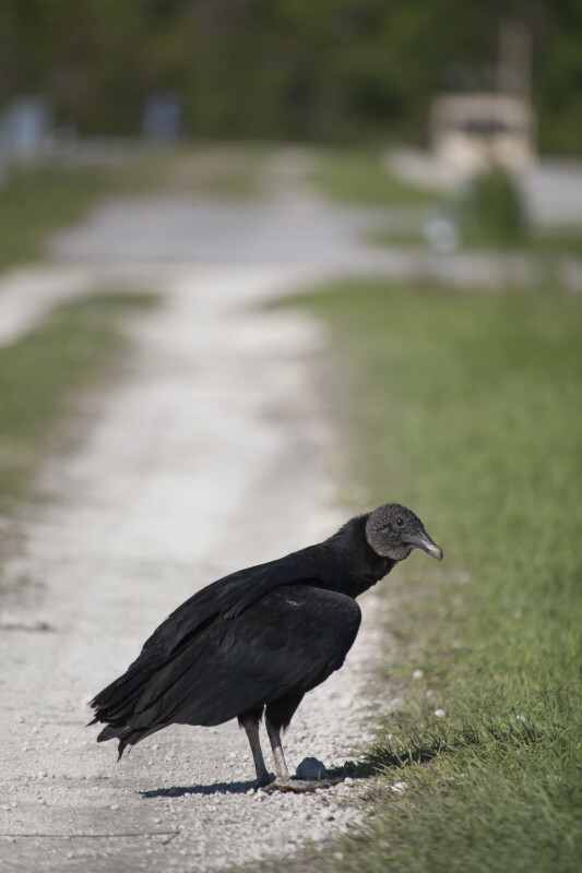 Black Vulture on Dirt Track