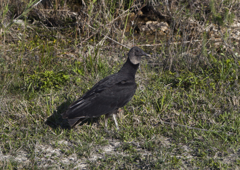 Black Vulture Standing in Grass