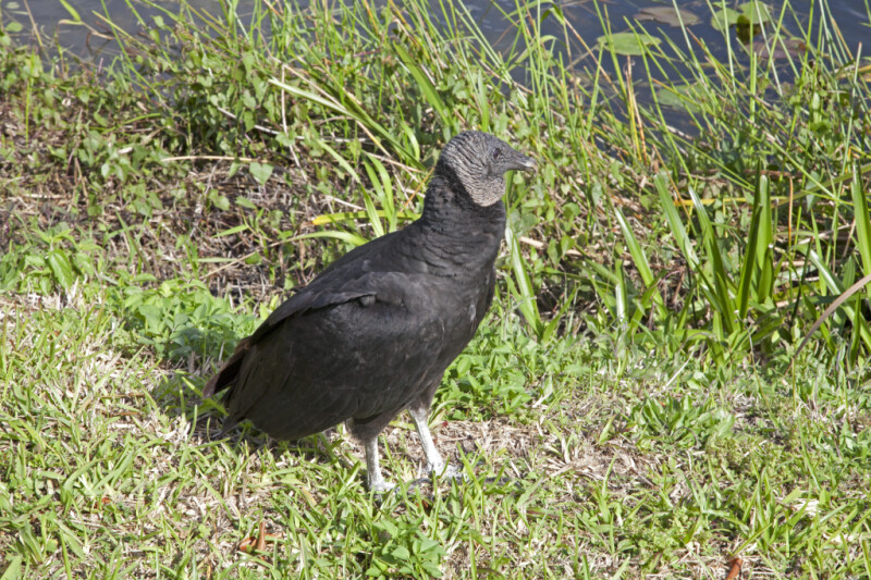 Black Vulture Standing in Grass with its Head Turned