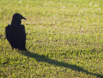 Black Vulture Standing