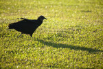 Black Vulture Walking