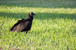 Black Vulture