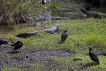Black Vultures and American Alligators at Anhinga Trail of Everglades National Park
