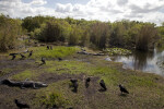 Black Vultures and American Alligators Coexisting at Anhinga Trail of Everglades National Park