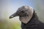 Black Vulture's Head