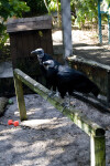 Black Vultures in Enclosure