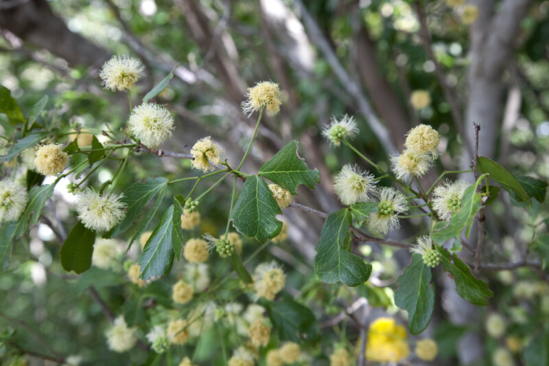 Blackbead Branches, Leaves, Flowers, and Flower Buds