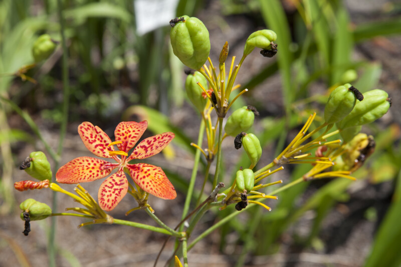 Blackberry Lily Bulbs and Flower