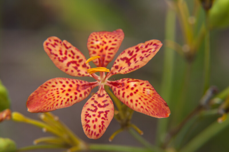 Blackberry Lily Flower with Spotted Petals and Yellow Anthers