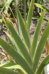 Blackberry Lily Leaves at the Kanapaha Botanical Gardens