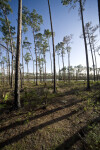 Blackened Ground at Long Pine Key