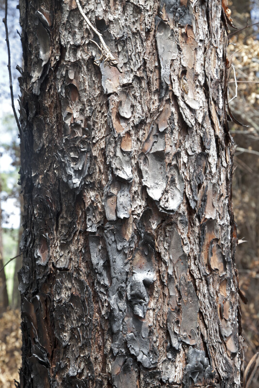 Blackened Pine Tree Bark
