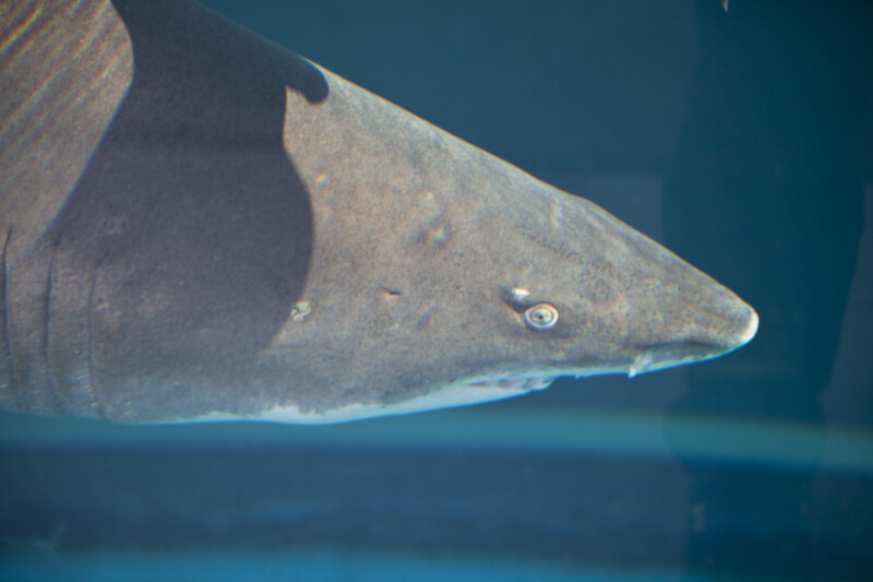 Blacktip Reef Shark Detail