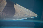 Blacktip Reef Shark Detail