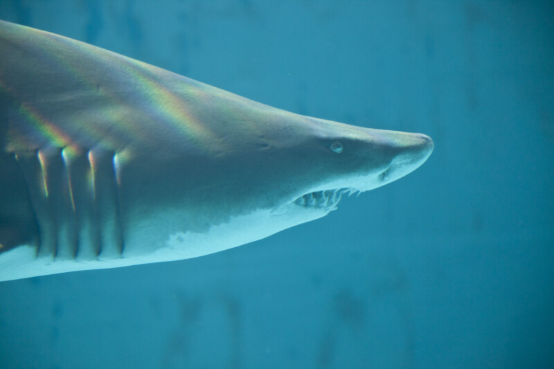 Blacktip Reef Shark Head