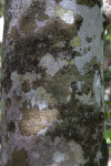 Blolly Bark