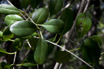 Blolly Leaves