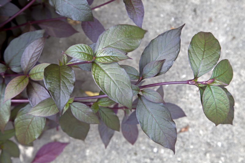 Bloodleaf Leaves with Purple Stems and Purplish-Green Leaves